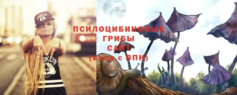 где продают наркотики  Новозыбков  Галлюциногенные грибы Psilocybe 